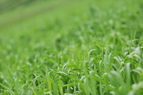 Grünes Gras Nahaufnahme Freien Der Natur Hintergrund — Stockfoto