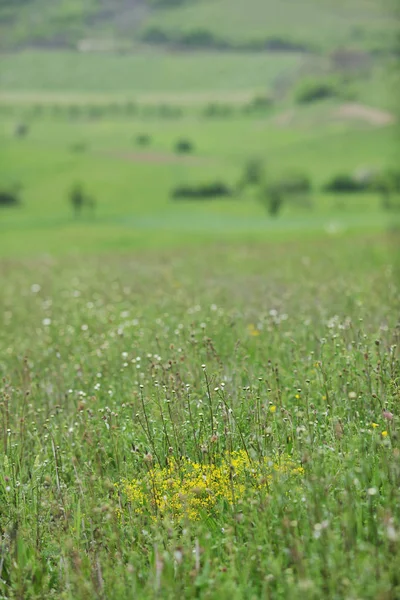 屋外自然バック グラウンドで緑の芝生のクローズ アップ — ストック写真