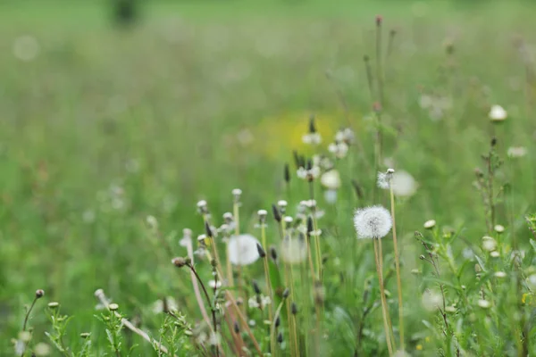 Erba Verde Primo Piano All Aperto Fondo Alla Natura — Foto Stock