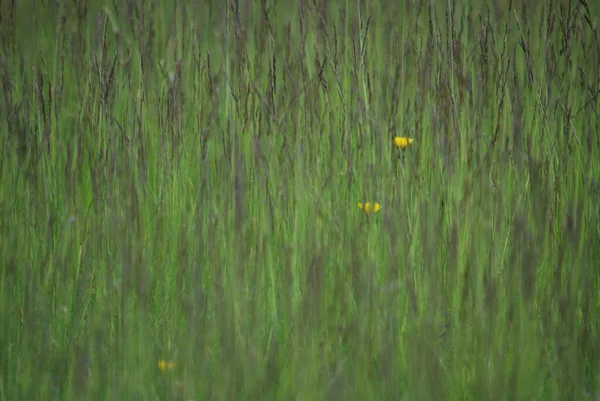 緑の草原や芝生 草の背景 — ストック写真