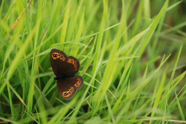 Närbild Insekter Vild Natur — Stockfoto