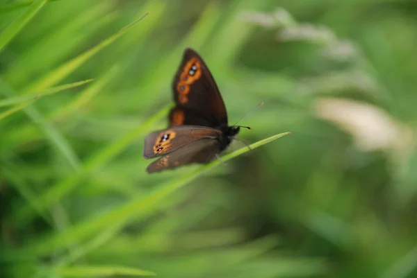 Närbild Insekter Vild Natur — Stockfoto