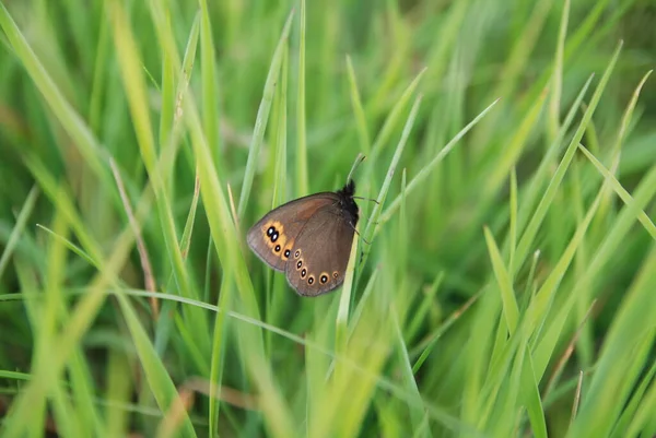 Gros Plan Bug Nature Sauvage — Photo