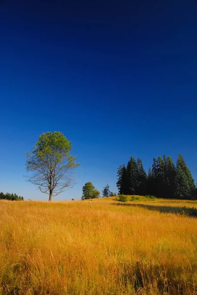 Árbol Prado Día Soleado — Foto de Stock