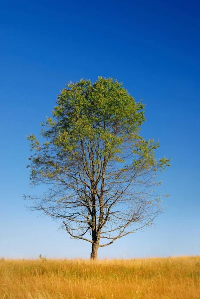 Drzewo Łące Słoneczny Dzień — Zdjęcie stockowe