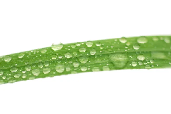 Terisolasi Rumput Dengan Tetes Hujan — Stok Foto