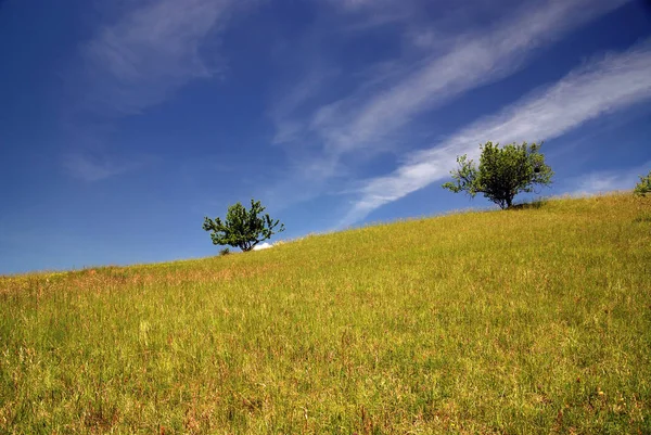 Arbre Solitaire Sur Prairie — Photo