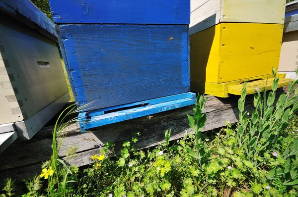 Casa Abejas Prado Con Flores Hierba Verde Fresca Temporada Primavera —  Fotos de Stock