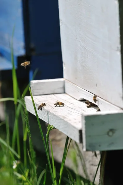 Casa Abejas Prado Con Flores Hierba Verde Fresca Temporada Primavera —  Fotos de Stock