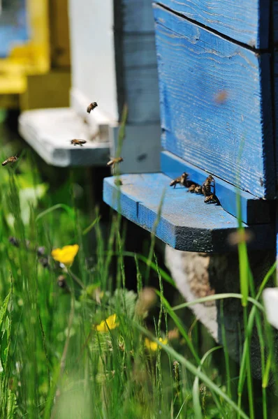 Dom Łąka Kwiatami Zielona Trawa Sezon Wiosna Pszczoła — Zdjęcie stockowe