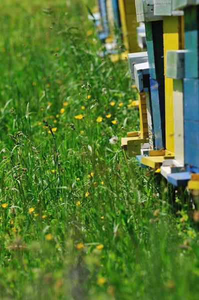 Casa Abejas Prado Con Flores Hierba Verde Fresca Temporada Primavera — Foto de Stock