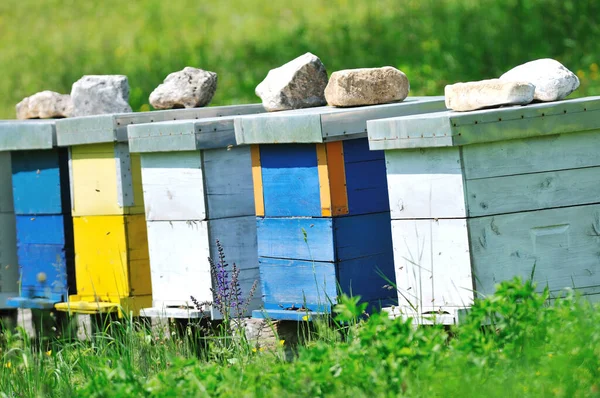 Casa Abejas Prado Con Flores Hierba Verde Fresca Temporada Primavera —  Fotos de Stock