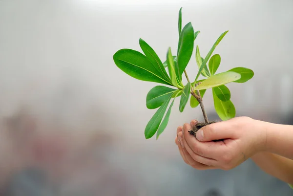 小さな植物を手にした成長の概念 — ストック写真