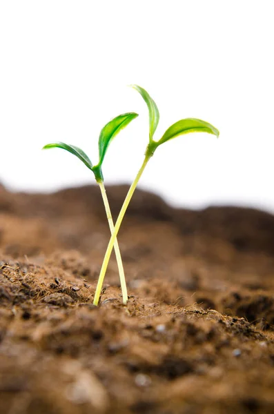 Groene Zaailingen Nieuw Leven Concept — Stockfoto