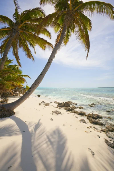 Palmeras Los Cocos Keling Atolón Océano Índico — Foto de Stock