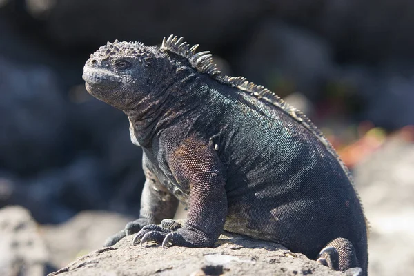 Iguana Las Islas Galápagos — Foto de Stock