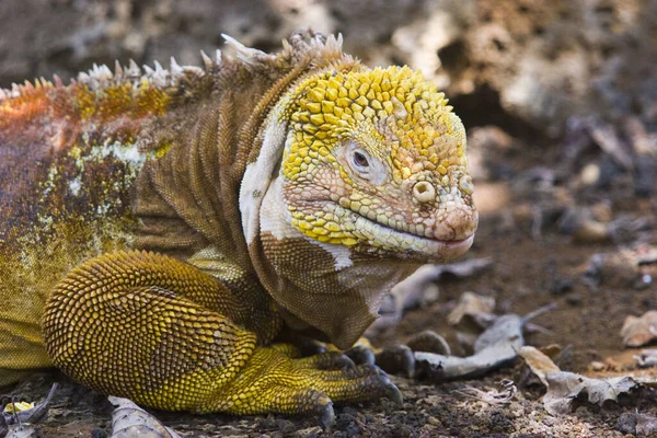 Iguana Nas Ilhas Das Galápagos — Fotografia de Stock