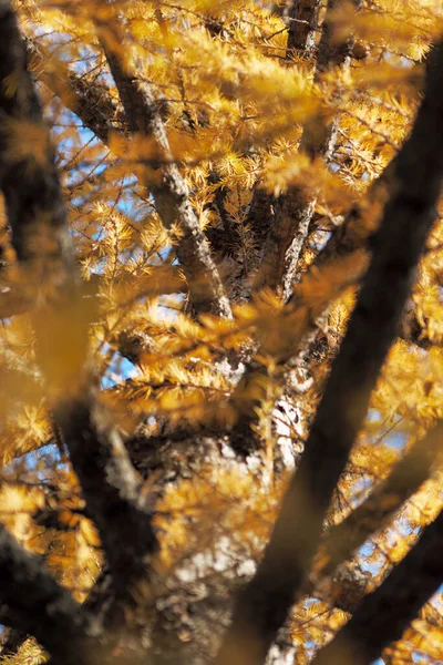 Agulhas Larch Amarelas Antecipação Inverno — Fotografia de Stock