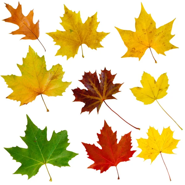 Nove Diferentes Cores Cortadas Folhas Outono — Fotografia de Stock