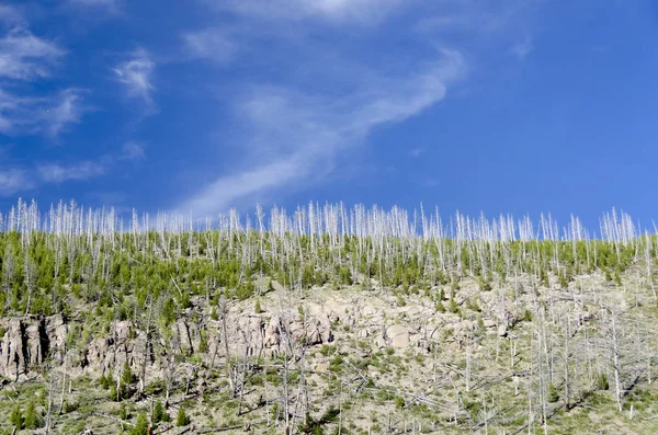 Árboles Muertos Cielo Parque Nacional Yellowstone Wyoming Estados Unidos — Foto de Stock