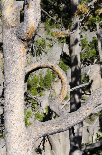 Drzewo Gałęzią Kształcie Koła Parku Narodowym Yellowstone — Zdjęcie stockowe