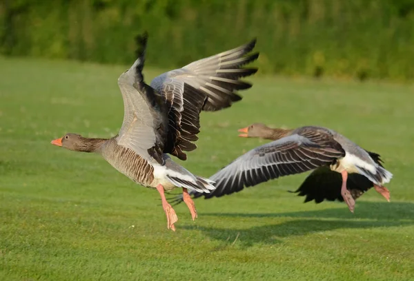 Gray Geese Runway Image — Stock Photo, Image