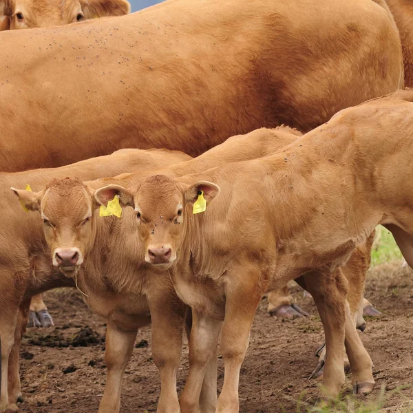 Ganado Doméstico Pasto — Foto de Stock