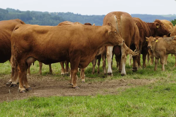 Bovins Domestiques Dans Pâturage — Photo