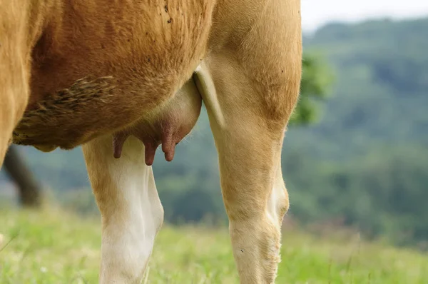 Vacas Paisagem Natural Foco Seletivo — Fotografia de Stock