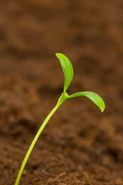 Jedna Zielona Sadzonka Wyrastająca Gleby — Zdjęcie stockowe