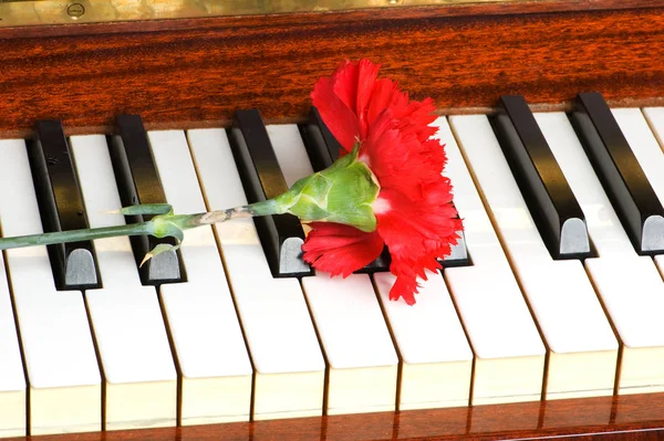 Conceito Romântico Cravo Vermelho Teclas Piano — Fotografia de Stock