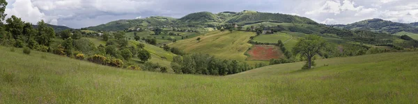 Крупным Планом Вид Красивых Диких Маковых Цветов — стоковое фото