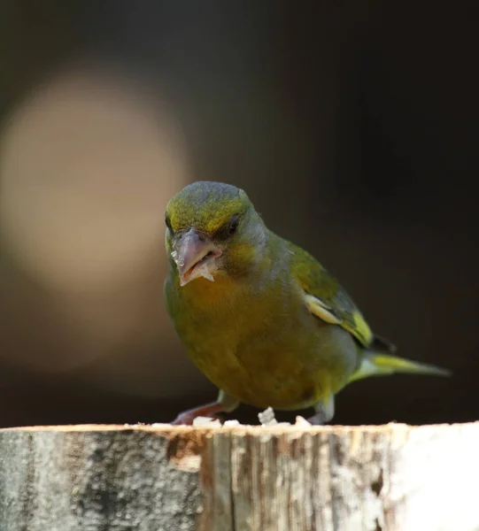 Greenfinch Feed Adjusting — Stock Photo, Image