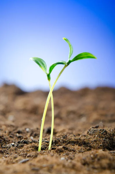 Groene Zaailingen Nieuw Leven Concept — Stockfoto