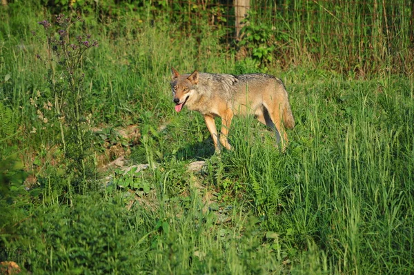 Visão Cênica Lobo Selvagem Natureza — Fotografia de Stock