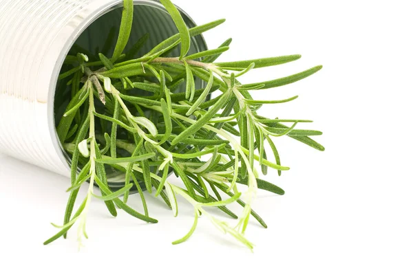 Fresh Rosemary Rosmarinus Officinalis — Stock Photo, Image