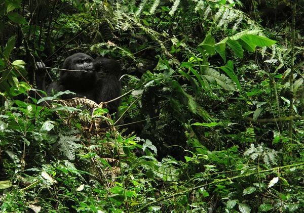 Gorila Montanha Floresta Nebulosa Uganda África — Fotografia de Stock