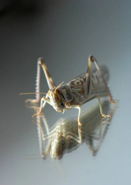 Closeup Grasshopper Standing Reflective Surface — Stock Photo, Image