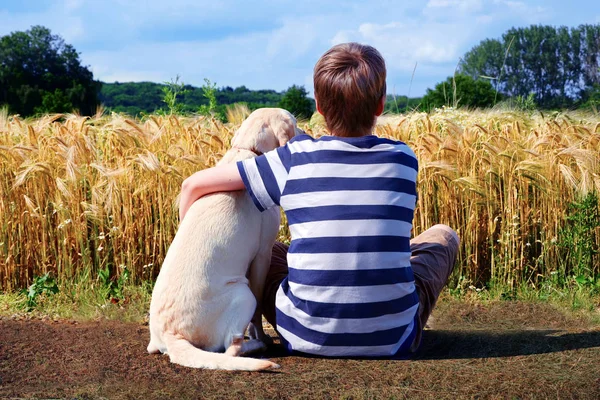 Menino Com Labrador Retriever Cornfield Dianteiro — Fotografia de Stock