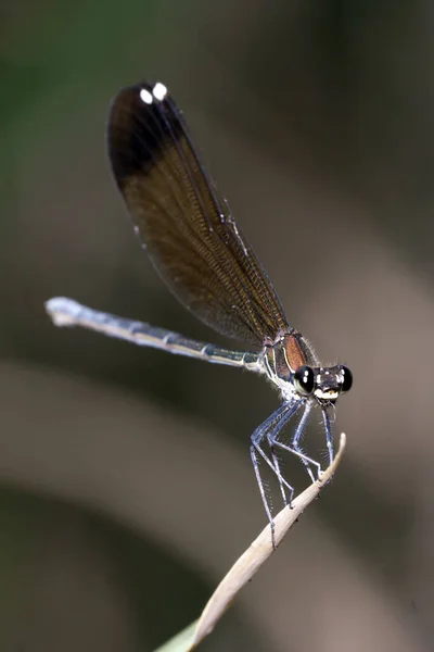 Damselfly Odpočívá Listu — Stock fotografie