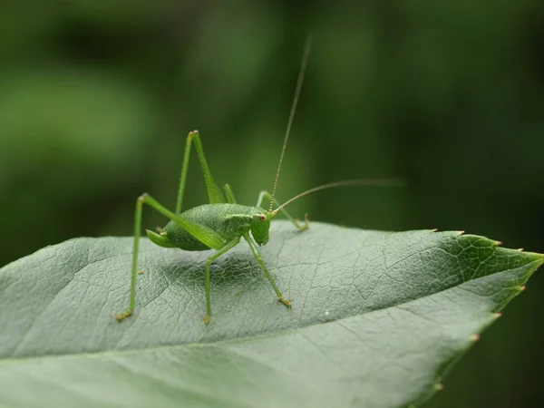 Detailní Pohled Hmyz Přírodě — Stock fotografie