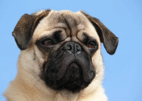 Retrato Cão Bonito — Fotografia de Stock