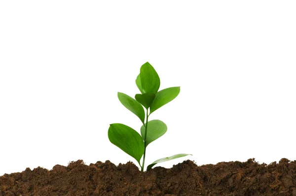 新的生活理念 绿色幼苗生长出土壤 — 图库照片