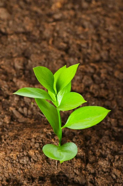 Новая Концепция Жизни Зеленые Саженцы Растущие Почвы — стоковое фото