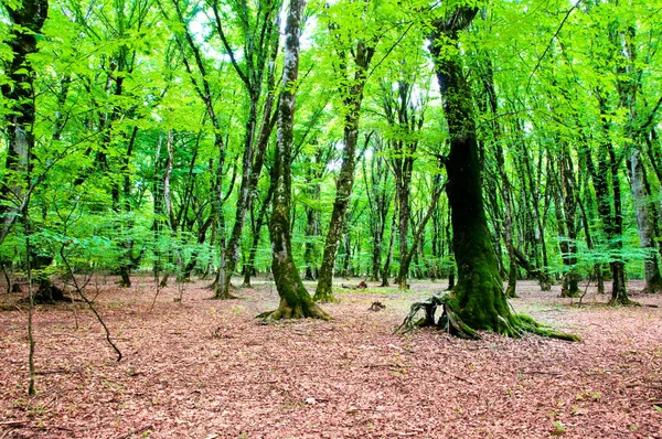 明るい夏の日の間に自然のコンセプト 緑の森 — ストック写真