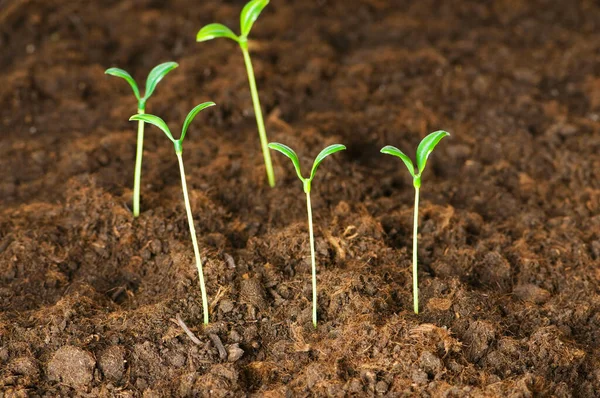 Новая Концепция Жизни Зеленые Саженцы Растущие Почвы — стоковое фото