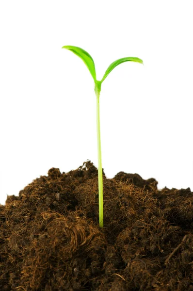 Seedlings Illustrating Concept New Life — Stock Photo, Image