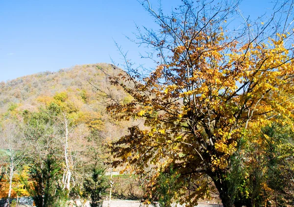 Осенний Лес Горах — стоковое фото