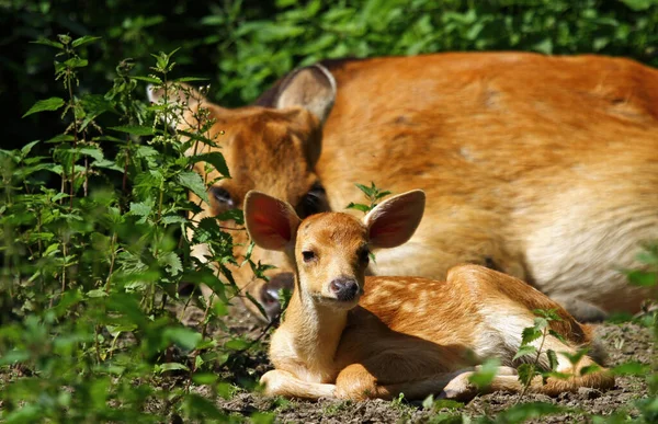 Jonge Dieren Selectieve Focus — Stockfoto