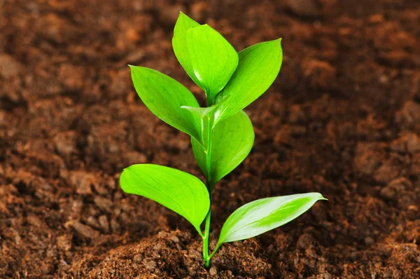 New Life Concept Green Seedling Growing Out Soil Stock Picture
